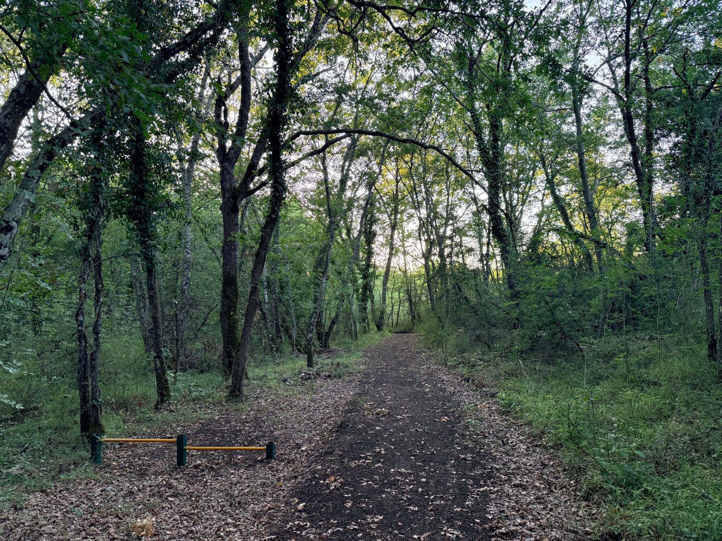 Il percorso natura nel bosco